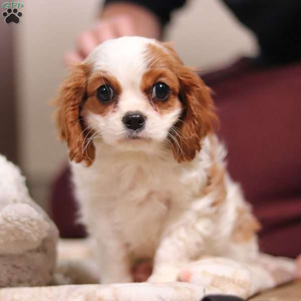Tonya, Cavalier King Charles Spaniel Puppy