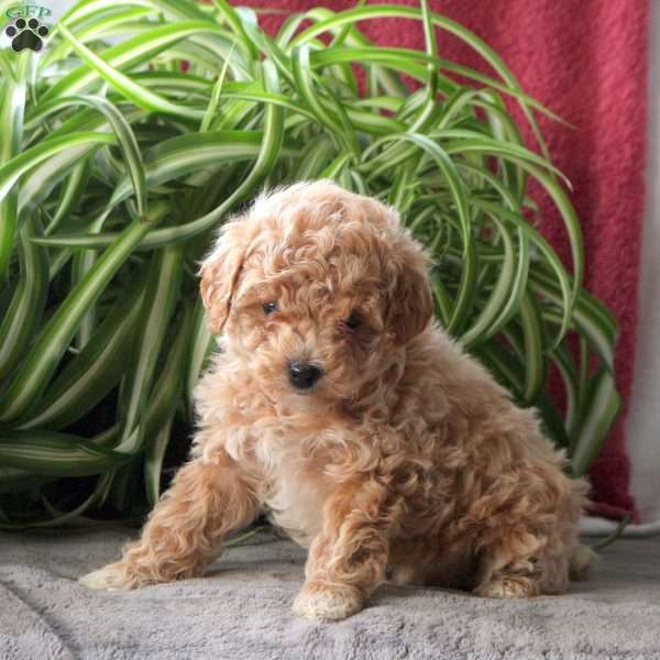 Tootsie, Miniature Poodle Puppy