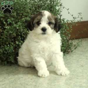 Miniature Poodle Mix Puppies For Sale | Greenfield Puppies