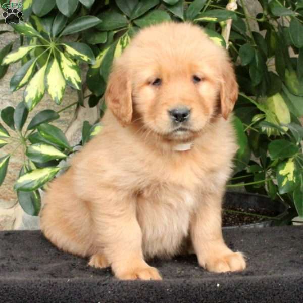 Travis, Golden Retriever Puppy