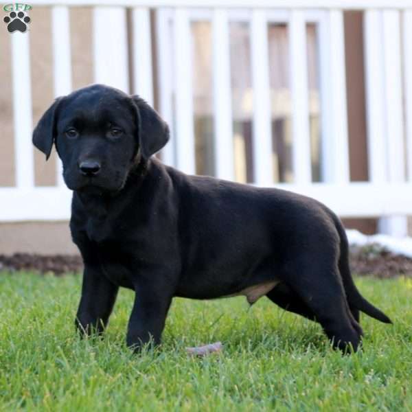 Trent, Black Labrador Retriever Puppy
