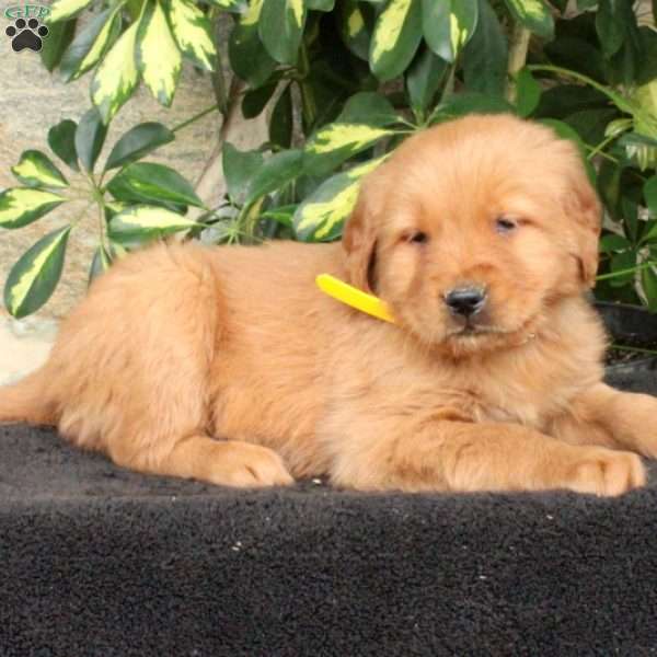 Trevor, Golden Retriever Puppy