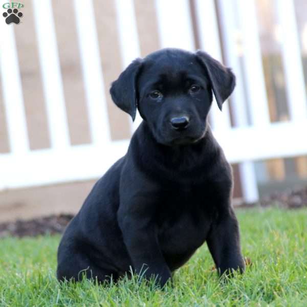 Trisha, Black Labrador Retriever Puppy