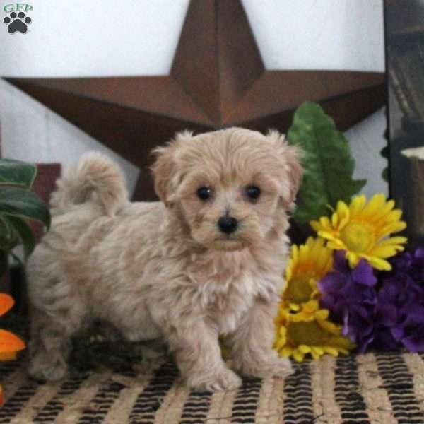Trixie, Maltipoo Puppy