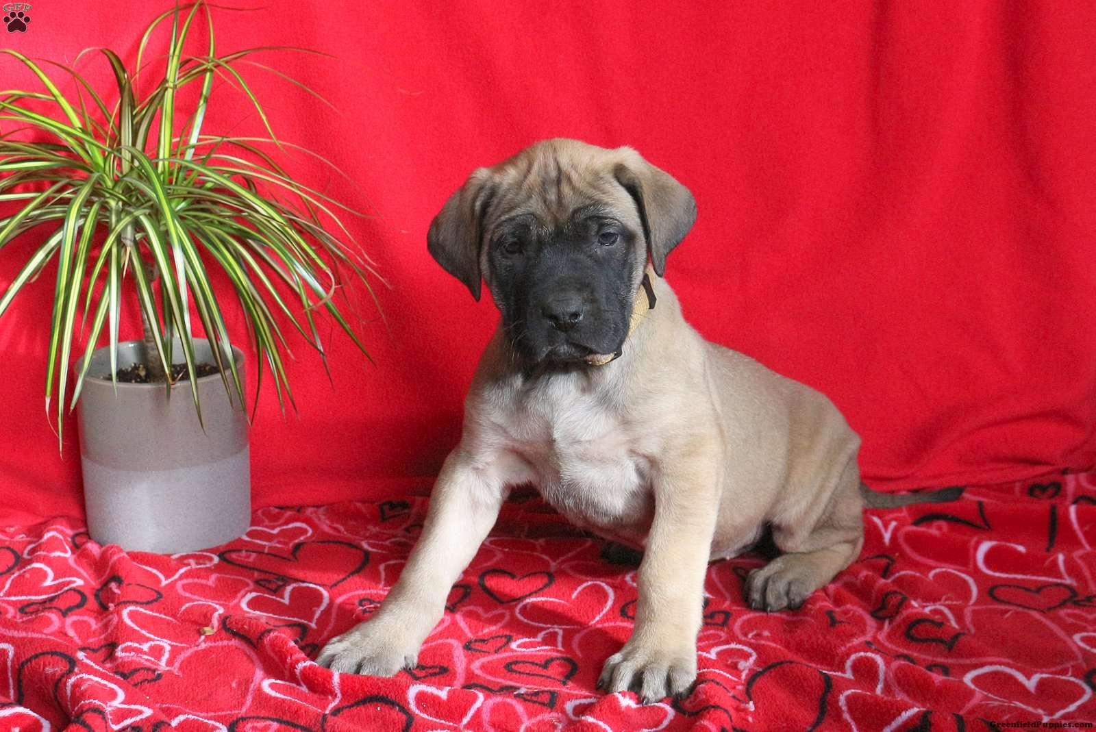 Truffle - English Mastiff Puppy For Sale in Pennsylvania