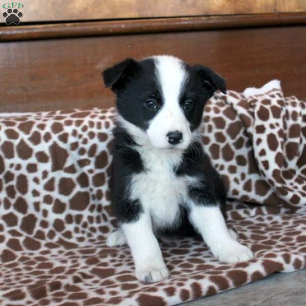 Tucker, Border Collie Puppy