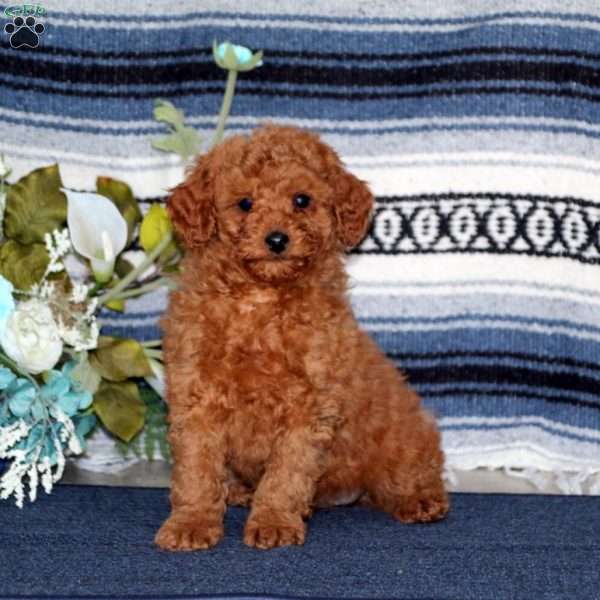 Tyler, Miniature Poodle Puppy