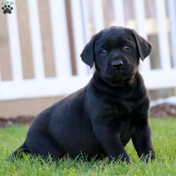 Tyson, Black Labrador Retriever Puppy