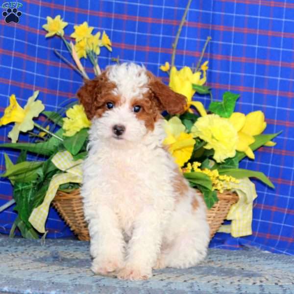 Vance, Miniature Poodle Puppy
