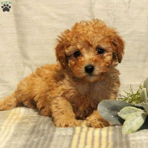 Vera, Miniature Poodle Puppy