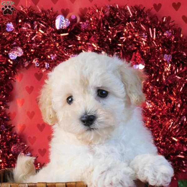 Vicky, Lhasa-Poo Puppy