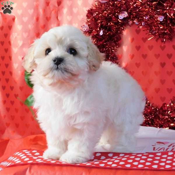 Victor, Lhasa-Poo Puppy