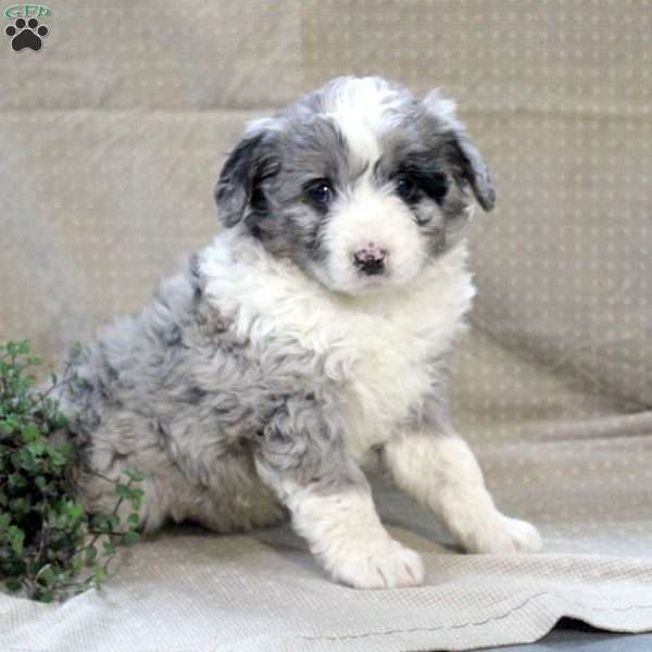 Vito, Mini Aussiedoodle Puppy