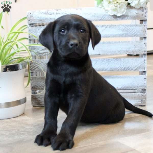 Wade, Black Labrador Retriever Puppy