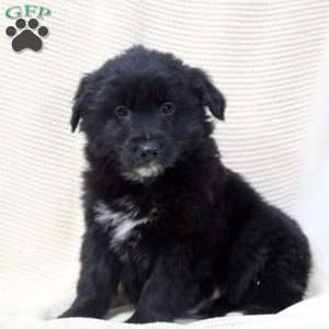 Rottweiler Mix Puppies For Sale | Greenfield Puppies