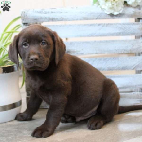 Walter, Chocolate Labrador Retriever Puppy