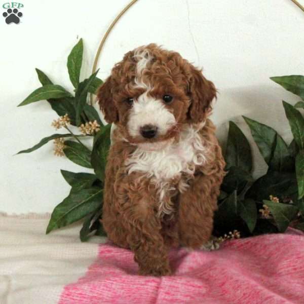 Wanda, Miniature Poodle Puppy