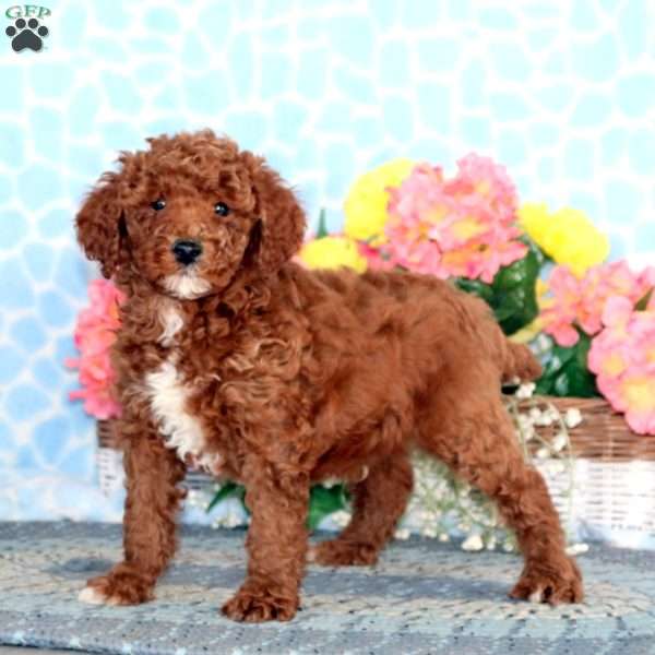 Watson, Miniature Poodle Puppy