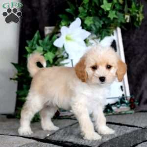 Watson, Mini Goldendoodle Puppy
