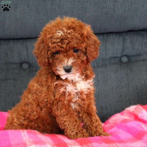 Wednesday, Toy Poodle Puppy