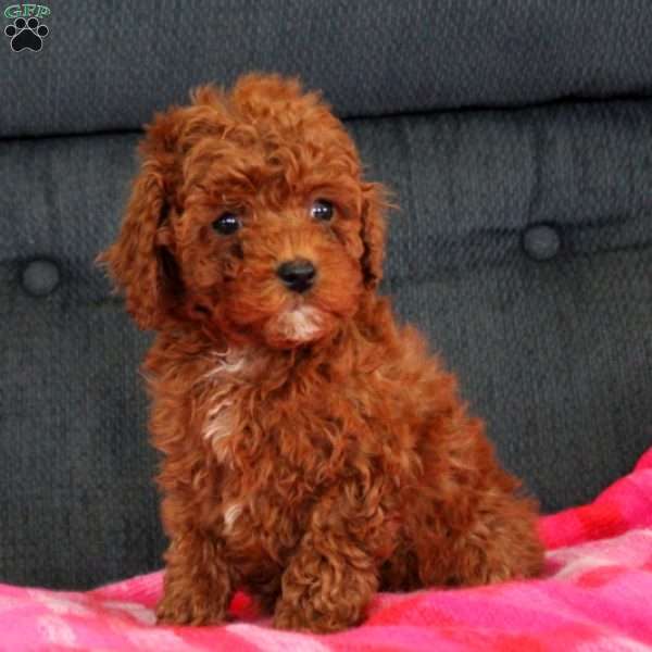 Wendy, Toy Poodle Puppy