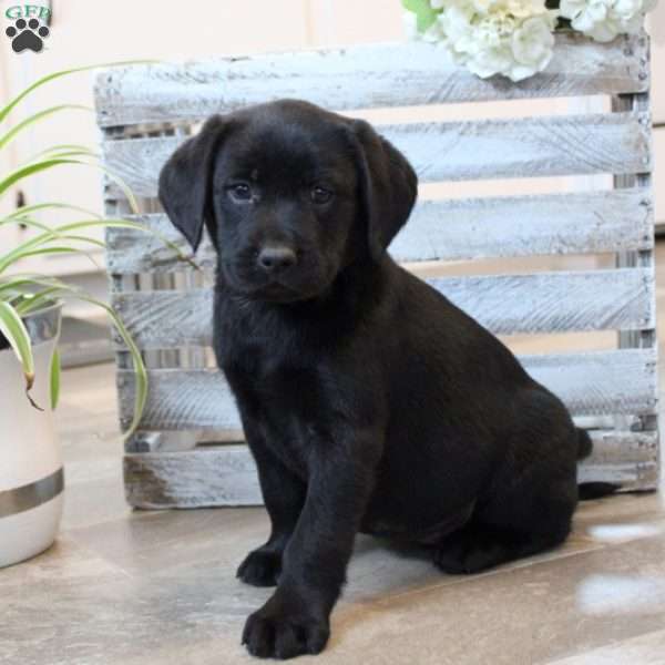 Wendy, Black Labrador Retriever Puppy