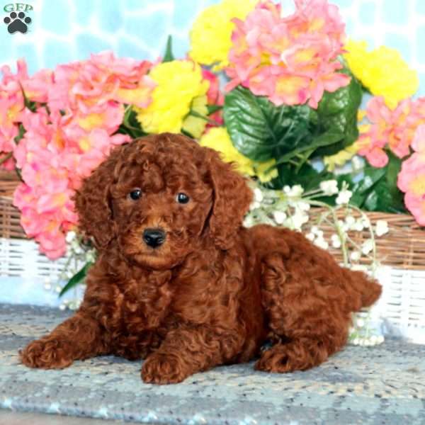 Wendy, Miniature Poodle Puppy