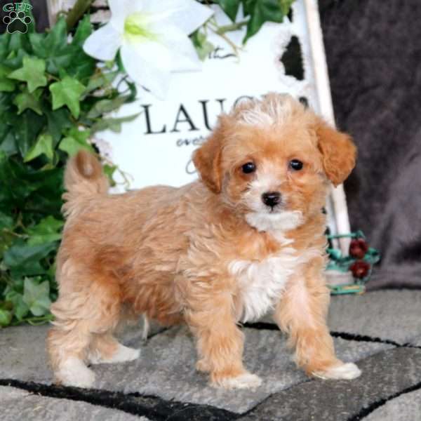 Wentz, Mini Goldendoodle Puppy