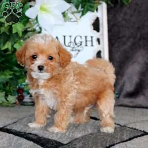 Wentz, Mini Goldendoodle Puppy