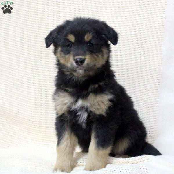 Wesley, Rottweiler Mix Puppy