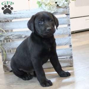 Black labrador puppies outlet for sale