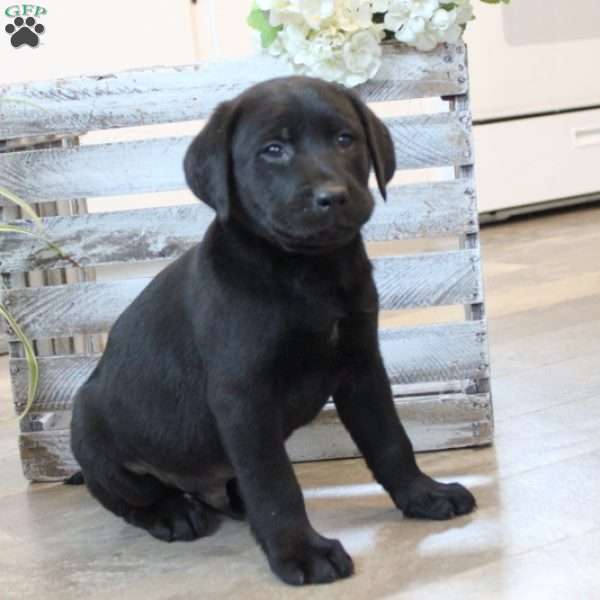Wesley, Black Labrador Retriever Puppy