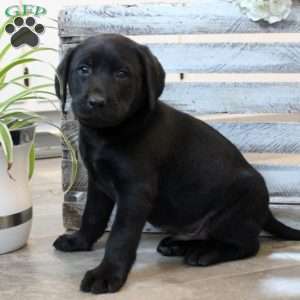 Wesley, Black Labrador Retriever Puppy