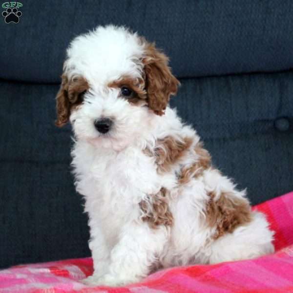 Weston, Toy Poodle Puppy