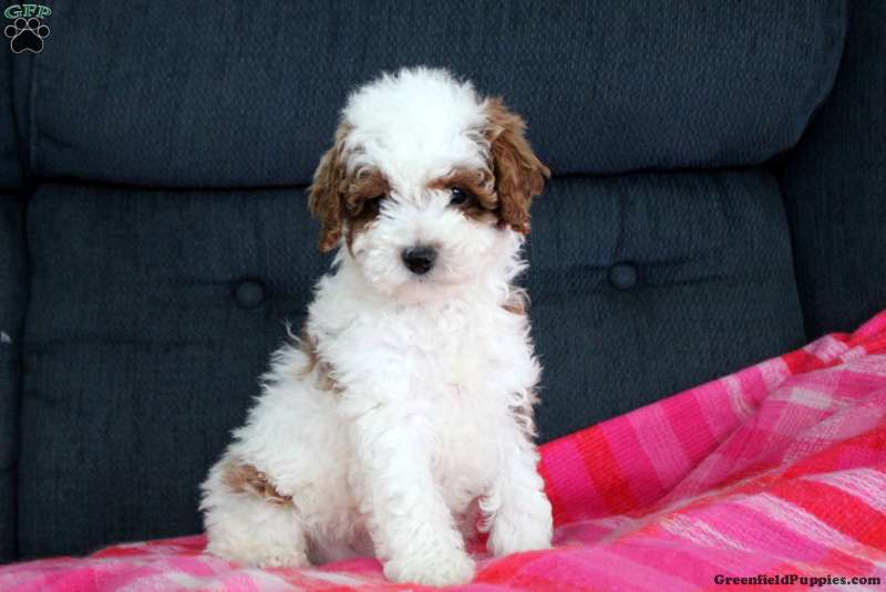 Weston Toy Poodle Puppy For Sale in Pennsylvania