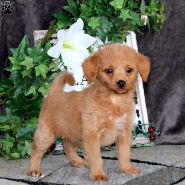 Will, Mini Goldendoodle Puppy