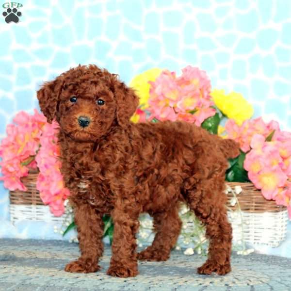 Will, Miniature Poodle Puppy