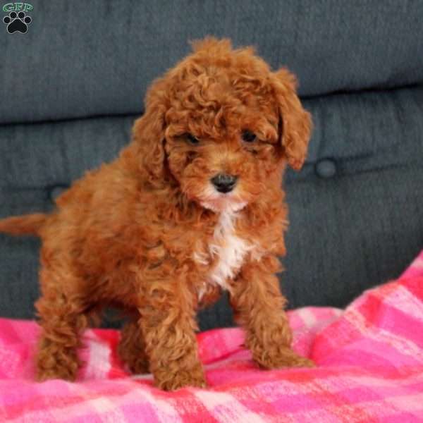 Willow, Toy Poodle Puppy
