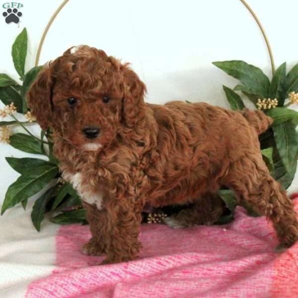 Willow, Miniature Poodle Puppy