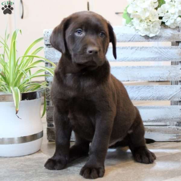 Willy, Chocolate Labrador Retriever Puppy