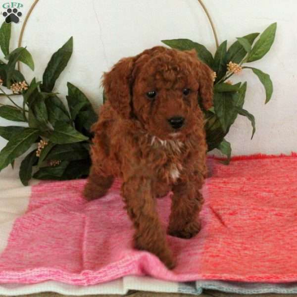 Willy, Miniature Poodle Puppy