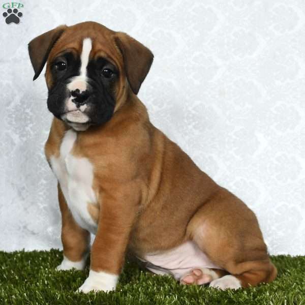 Winchester, Boxer Puppy