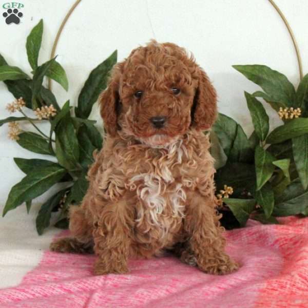 Winnie, Miniature Poodle Puppy