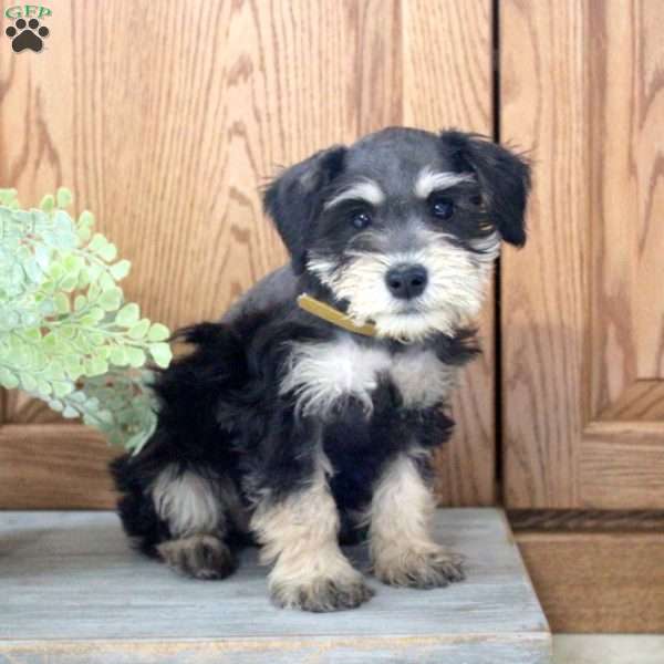 Winnie, Miniature Schnauzer Puppy