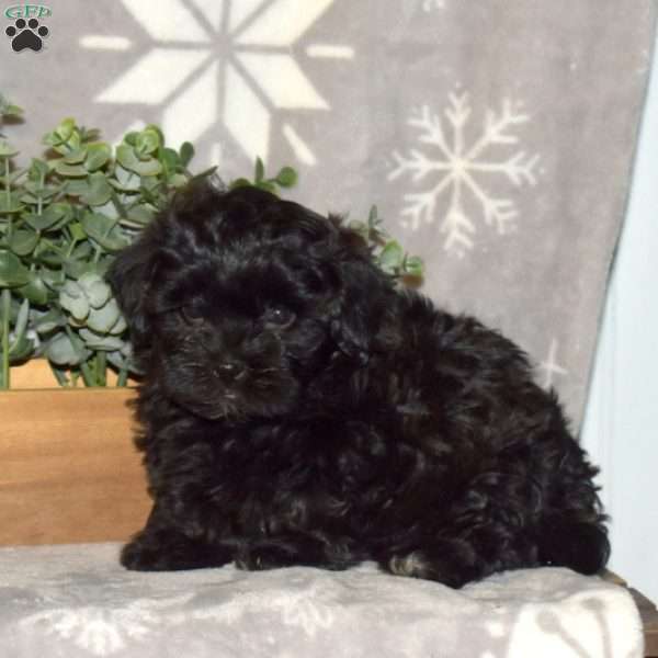 Winston, Havapoo Puppy