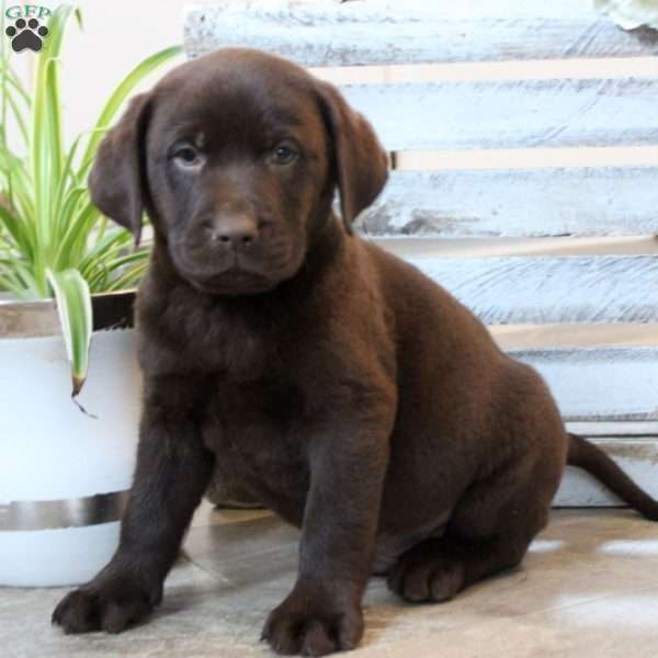 Wonder, Chocolate Labrador Retriever Puppy