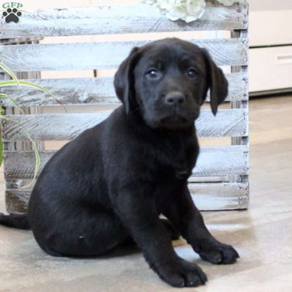 Wonka, Black Labrador Retriever Puppy