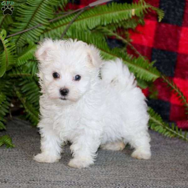 Zach, Maltese Puppy