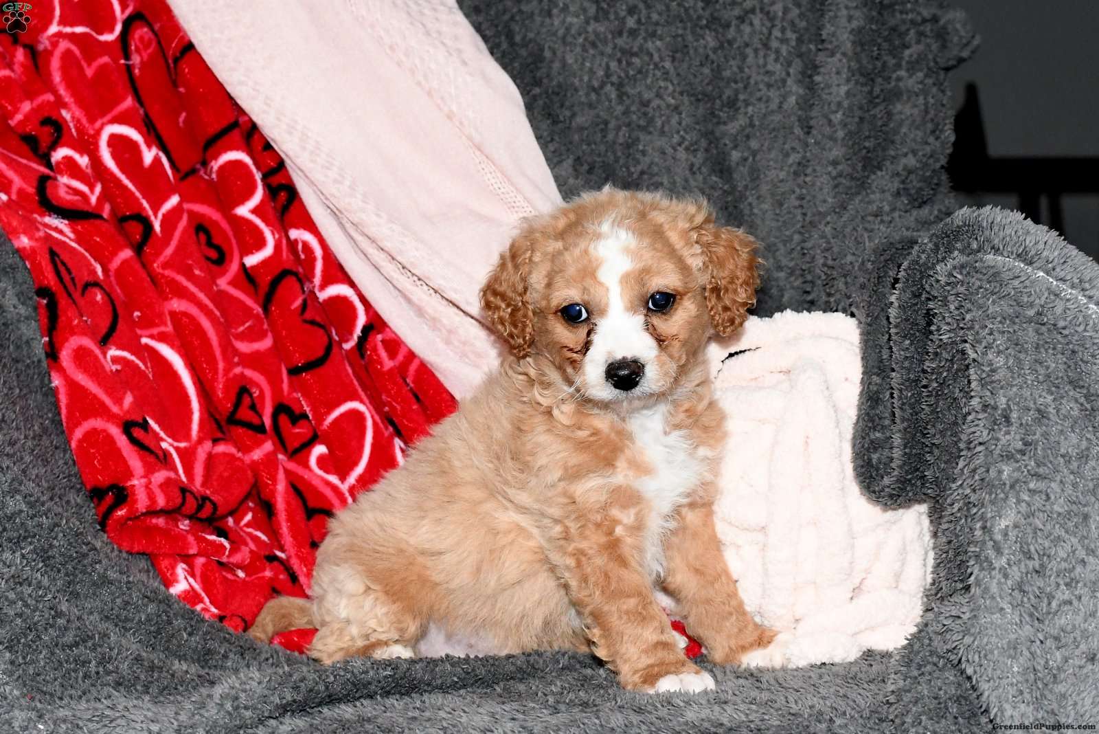 Zachary Miniature Poodle Mix Puppy For Sale in Pennsylvania