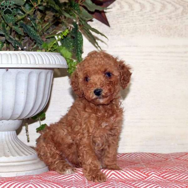 Zack, Miniature Poodle Puppy